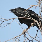 Chihuahuan Raven